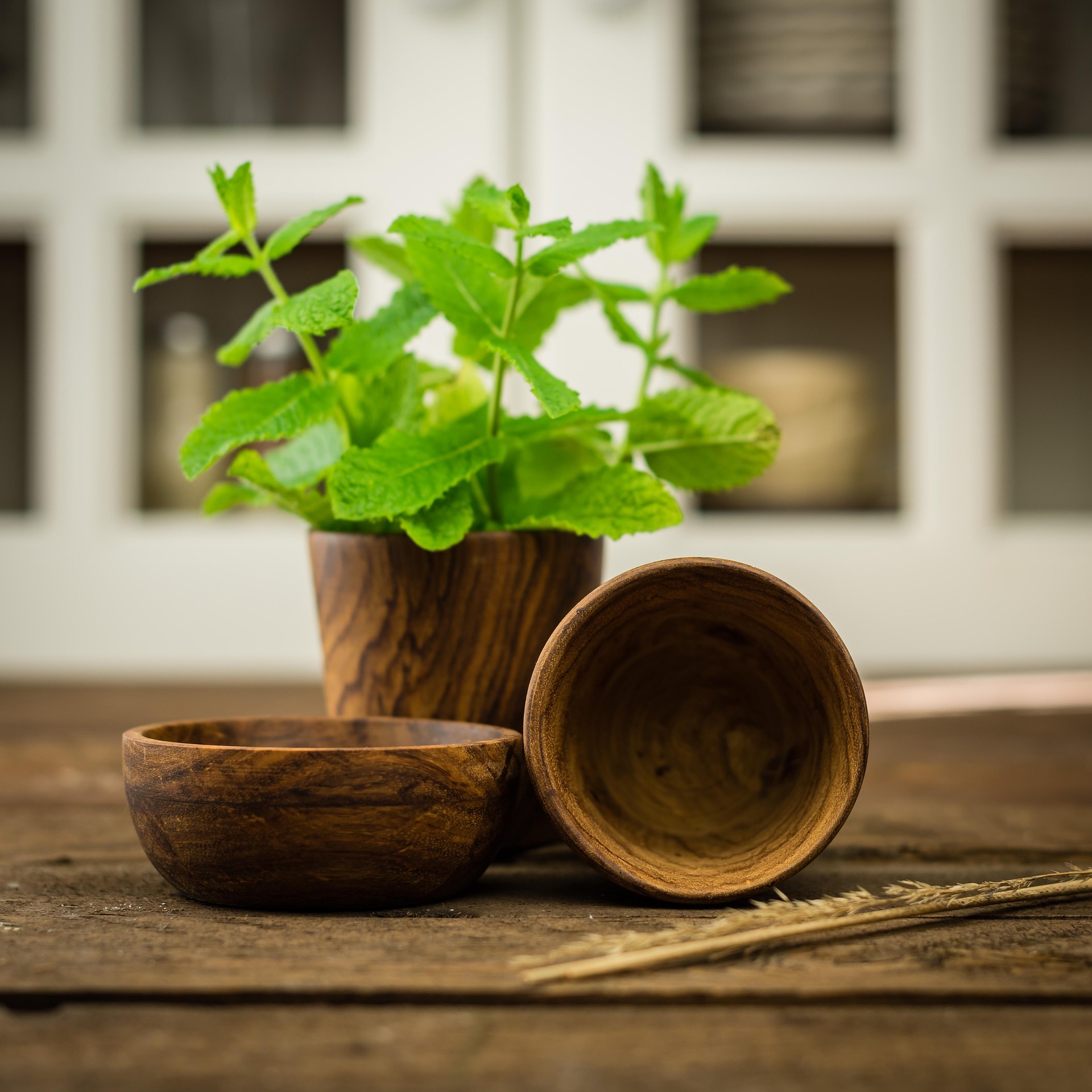 Muntplantje in een olijfboom houten potje.