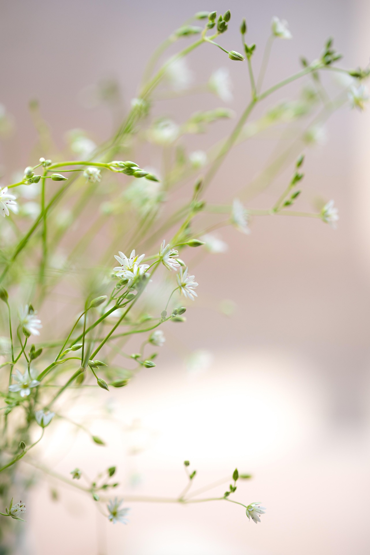 Foto van gipskruidbloemen in het wild.